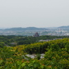 初夏景色 大岩山より 伏見城