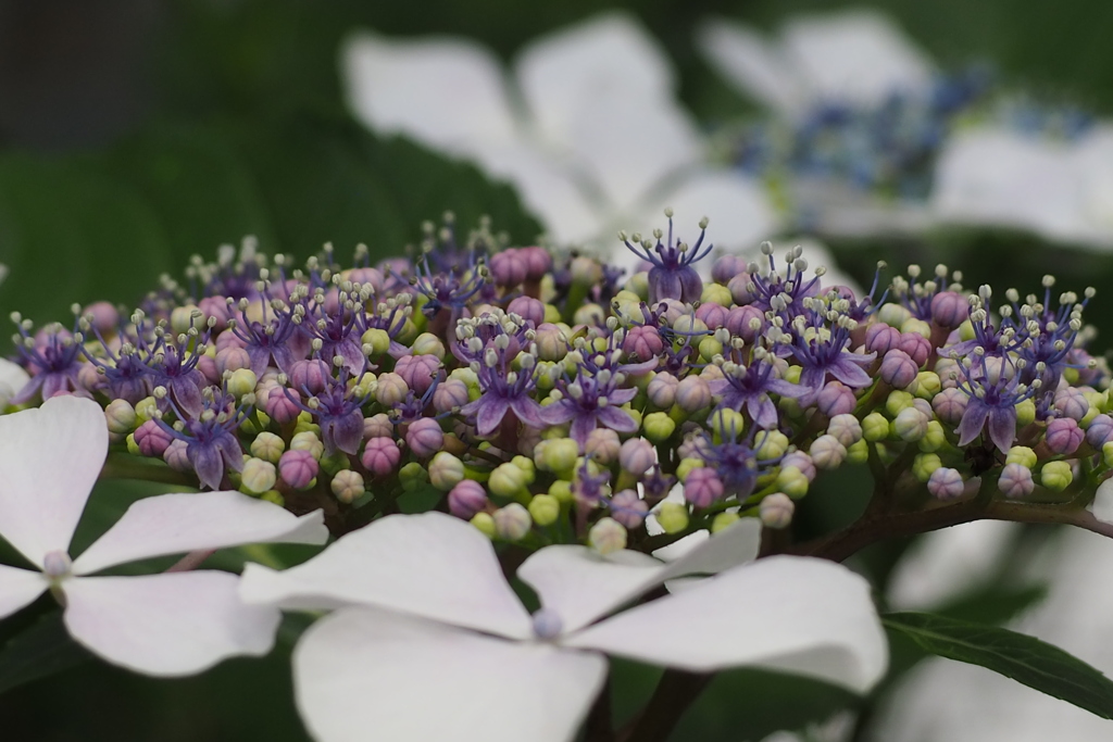 紫陽花や 菓子の粒から サンゴ出て