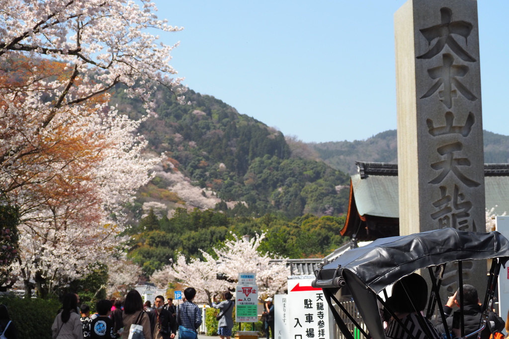 嵐山 お寺もお山も 花見時