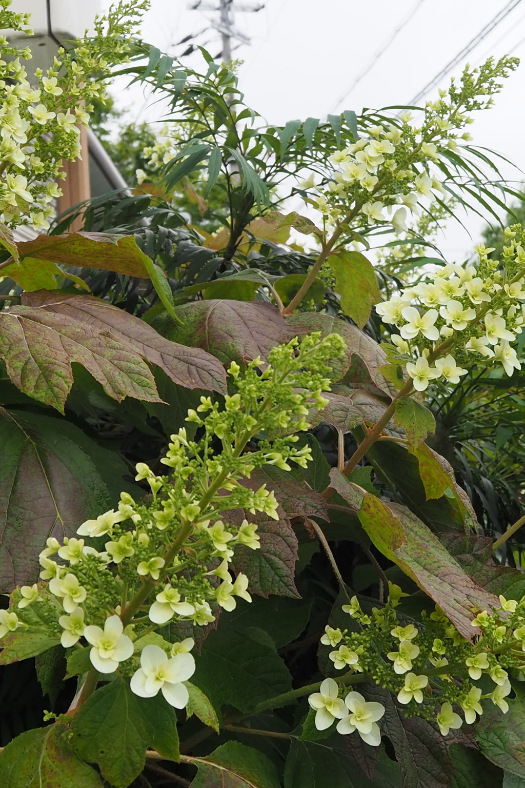 梅雨入りに 柏葉紫陽花 咲き始め