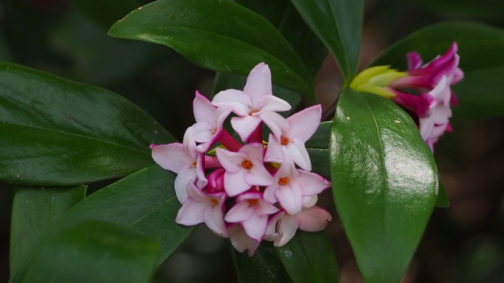 沈丁花 甘き香りが 我を呼び