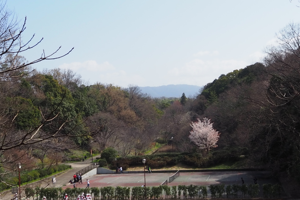 公園の サクラ一木 ぼんぼりか