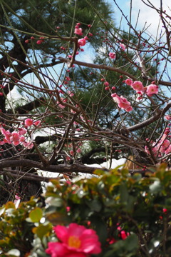 早春の花移り 山茶花から紅梅へ