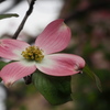 薄紅の総苞 花水木美し