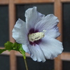 玄関の 鉢植えムクゲ 今朝開花