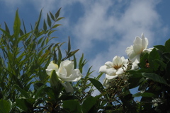 梅雨晴れ間 甘き香りや 白き花