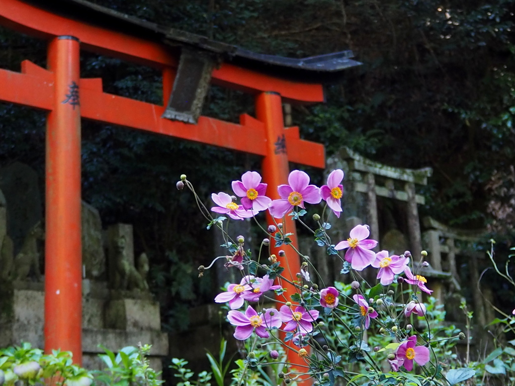 お山巡り 秋明菊が 色添へて