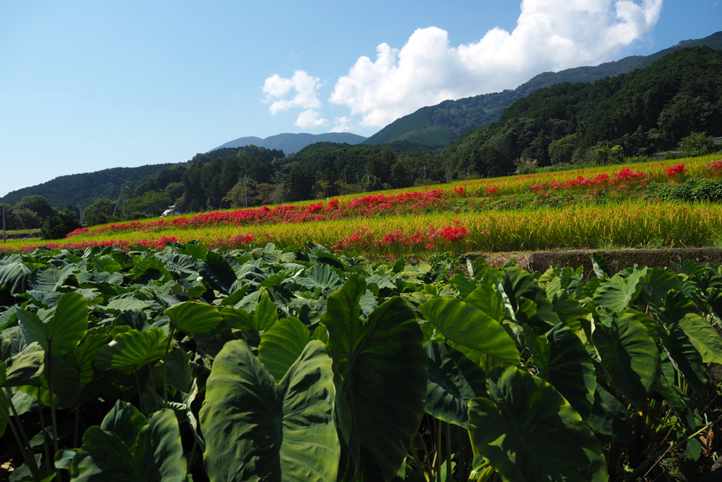 段々の 田畑の区切りや 曼珠沙華