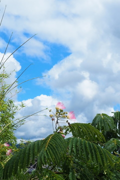 青空と 白き雲間に 合歓の花