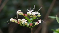 浮き上がる 紫のしべ 白き花