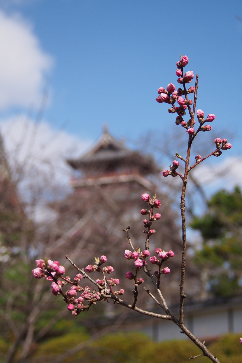 はなももや まもなく開花 春本番