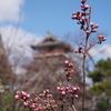 はなももや まもなく開花 春本番