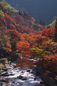 目を見張る もみじの錦 川おおふ