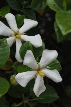 五枚花も 六枚花も くちなしよ