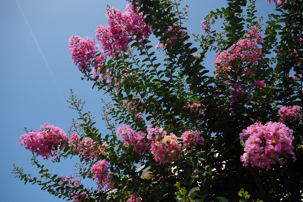 夏盛り 一斉開花 百日紅
