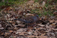 山鳩や 早春の野に 餌求め