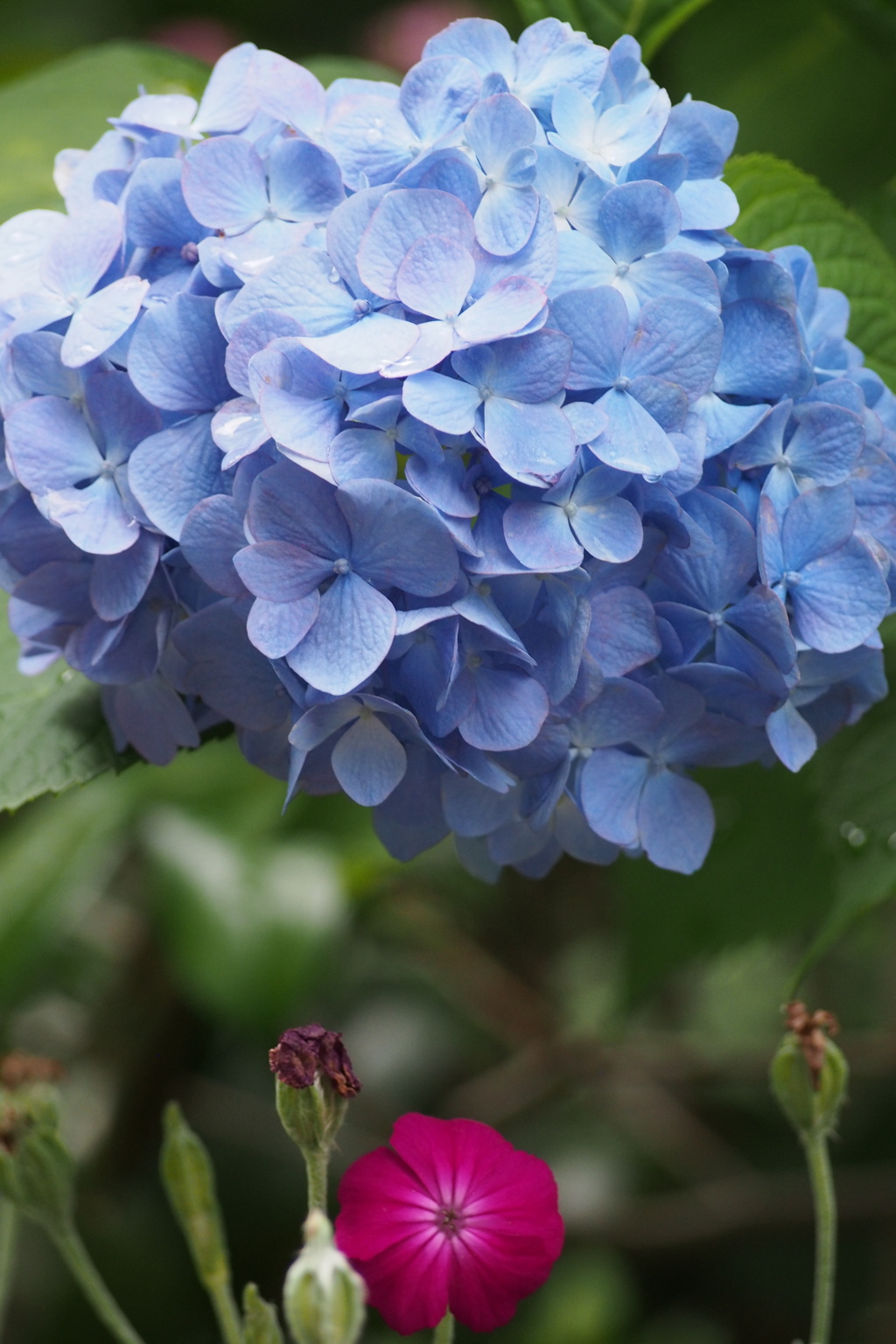 面白し大小の花青と赤