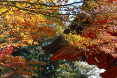 見上げれば お堂に映えるや 紅葉かな