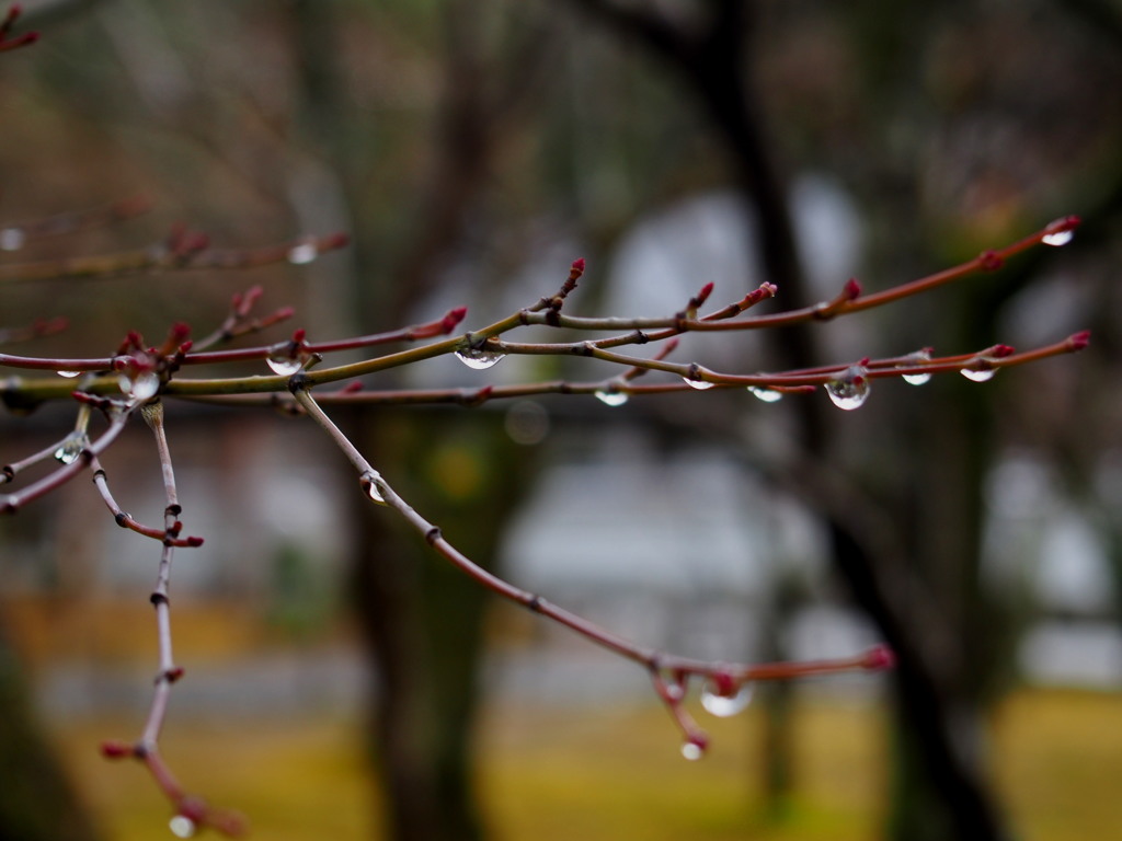 雨しずく 桜新芽に からみつき