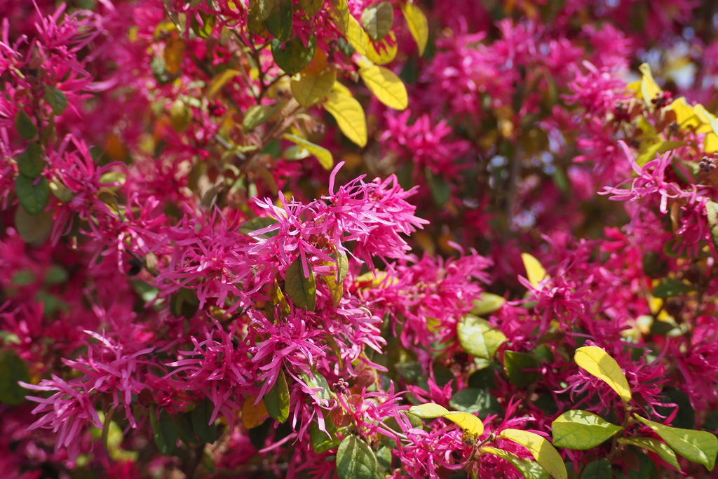 鮮やかや 垣根の紅花 恋の色
