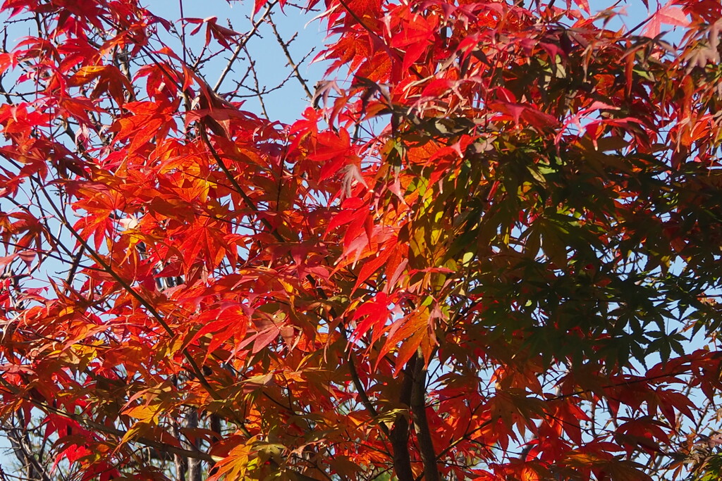陽を浴びて 斑紅葉は 色冴へし