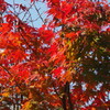 陽を浴びて 斑紅葉は 色冴へし