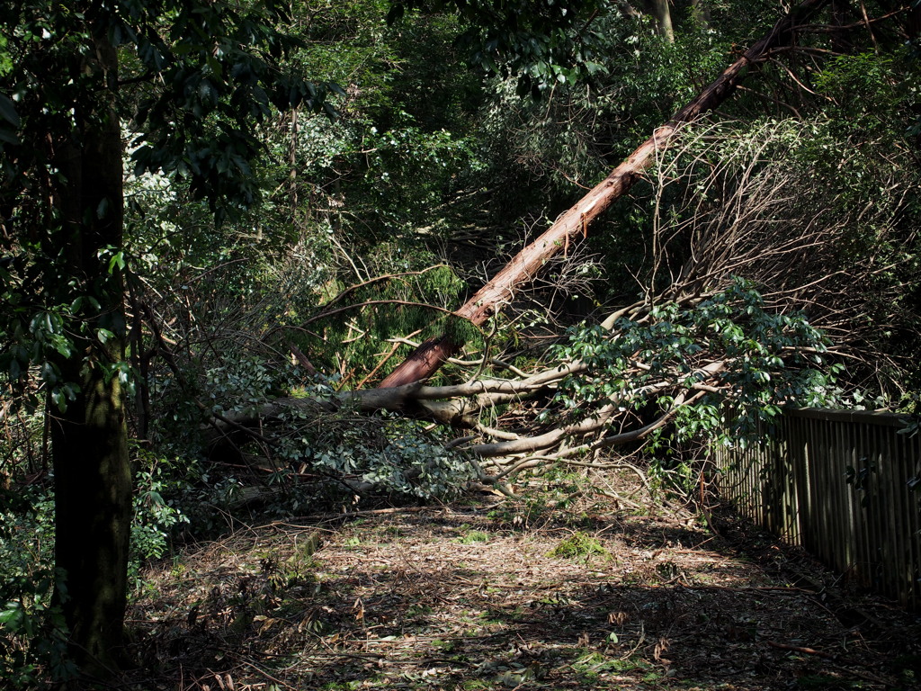 散歩道 何時になったら　通れるの？