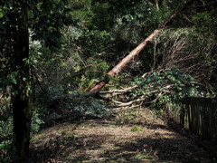 散歩道 何時になったら　通れるの？