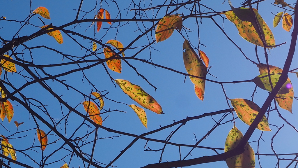 秋の色 柿の葉模様 透かし見る