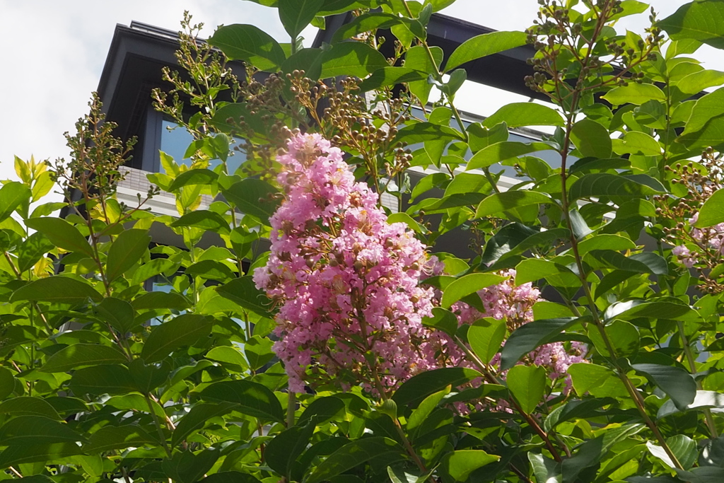 夏至過ぎし 夏が来たよと 百日紅