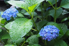 雨上がる 紫陽花しっとり しずく付け