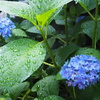 雨上がる 紫陽花しっとり しずく付け