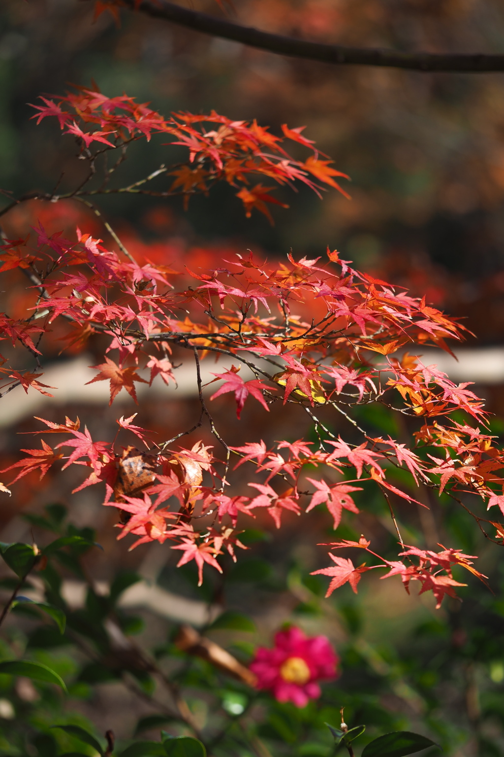 紅葉と 山茶花一輪 行く季節