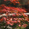 紅葉と 山茶花一輪 行く季節