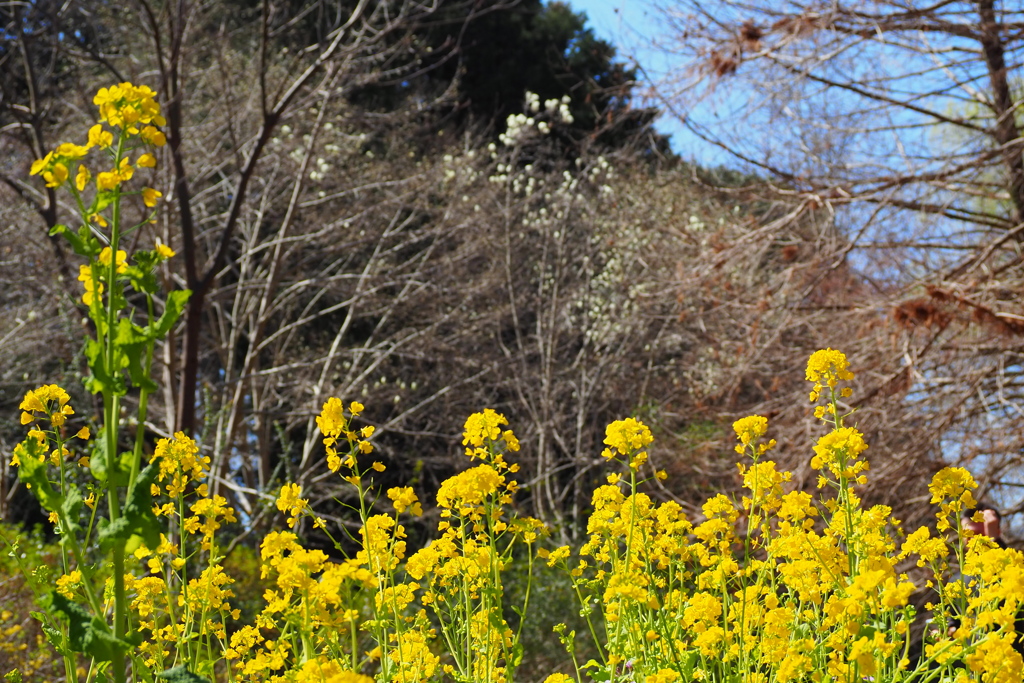 公園の 菜の花まぶし 春の色