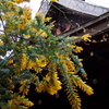 ミモザ咲く 神社の社 借景に