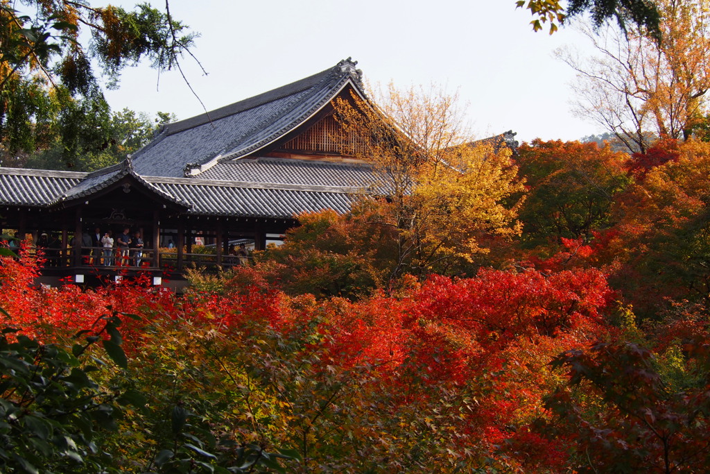 色付きて 見頃となりし 東福寺