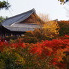 色付きて 見頃となりし 東福寺