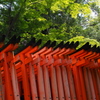 コントラスト 鳥居の上は 青もみじ
