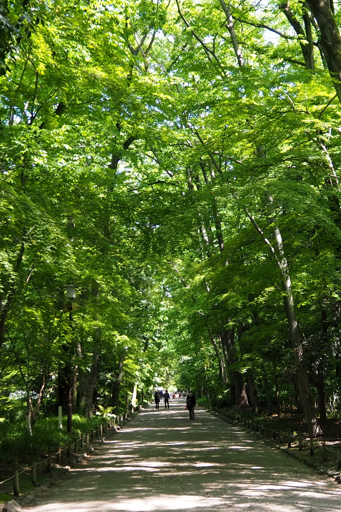 参道は 新緑トンネル 清々し