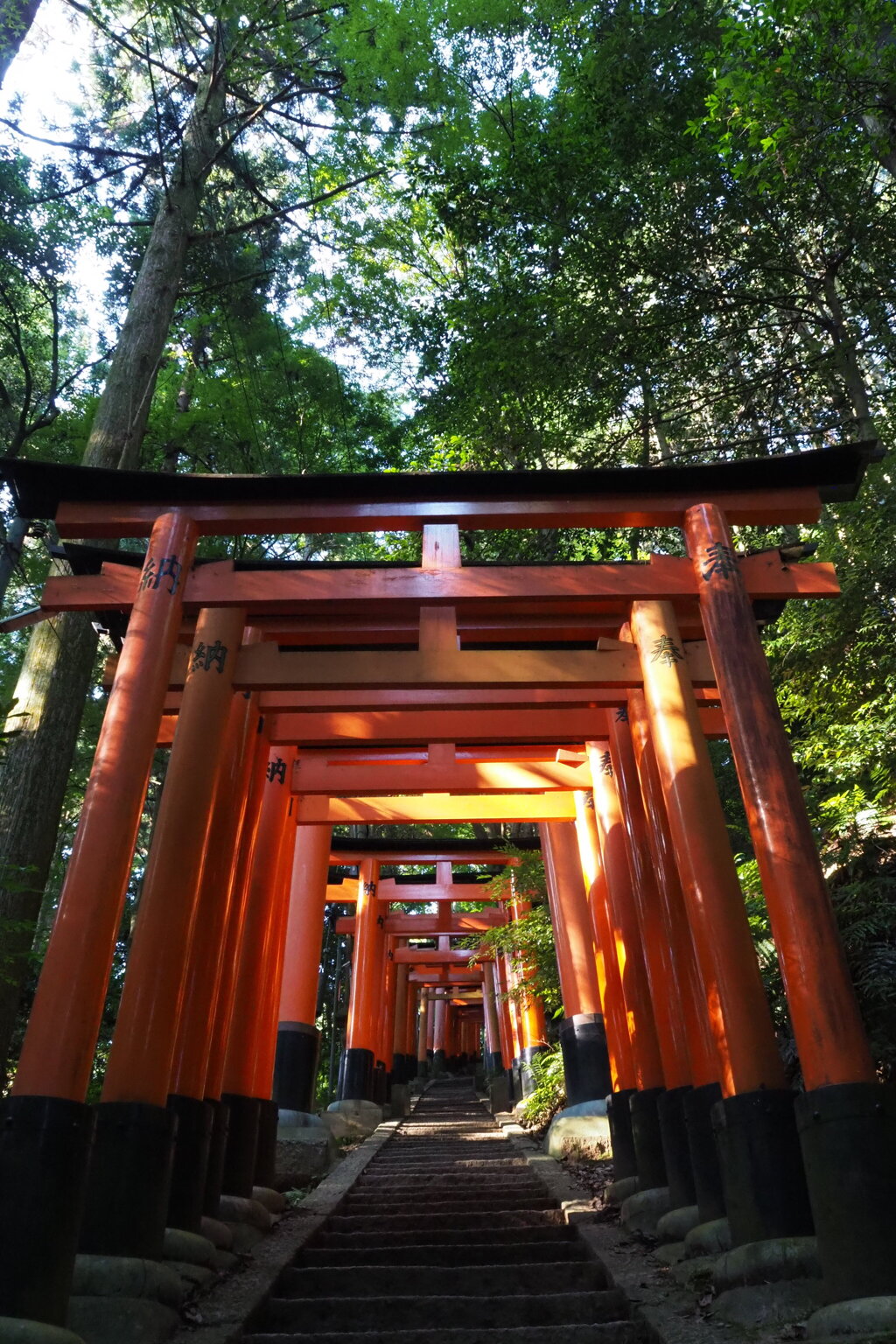 くぐっても くぐっても鳥居の お山道