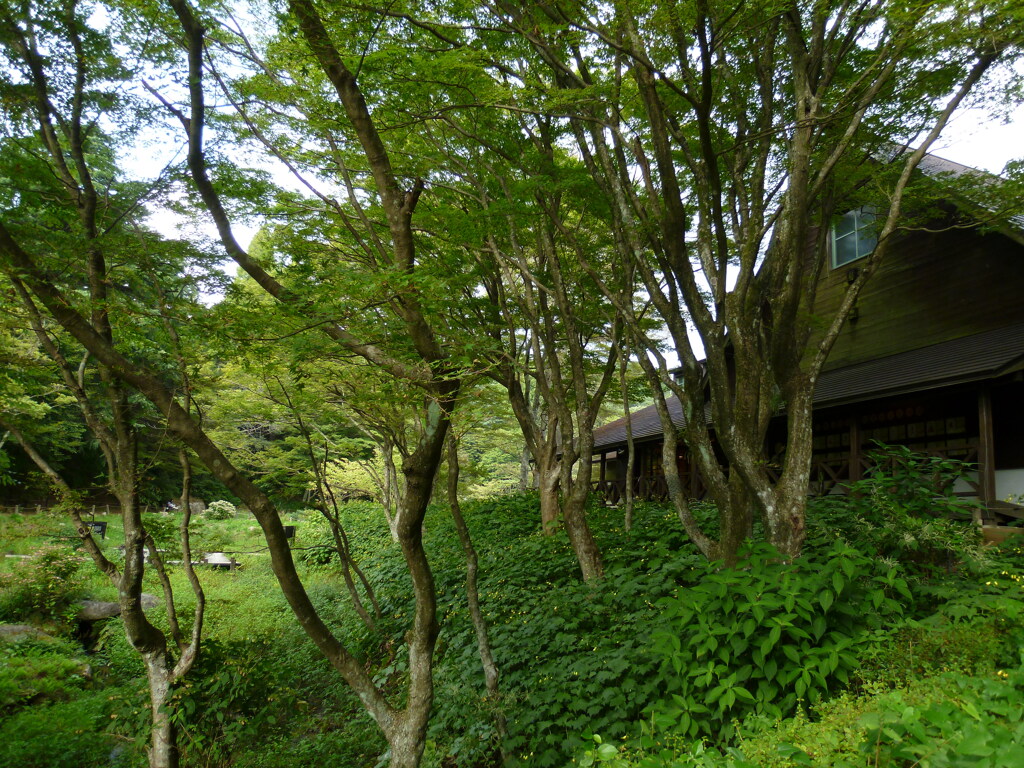 点々と キレンゲショウマ 晩夏の園