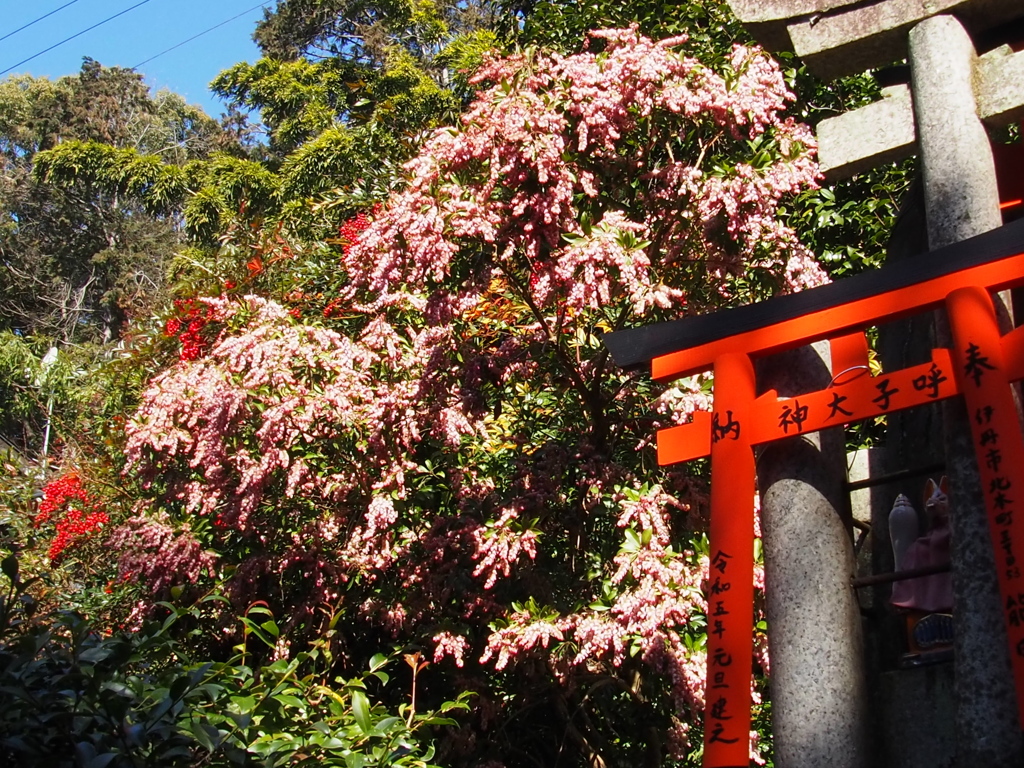 鳥居道 馬酔木南天 陽の光り