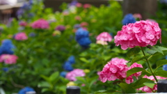 カラフルや紫陽花苑は今見頃