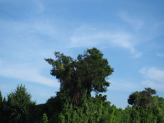 夏空へ 巨人の如き 木の息吹