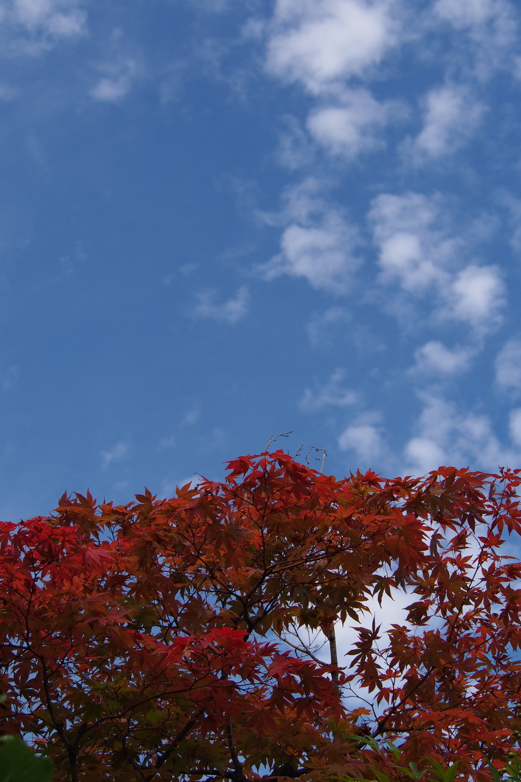 定番や 紅葉青空 秋の雲