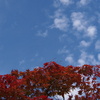 定番や 紅葉青空 秋の雲