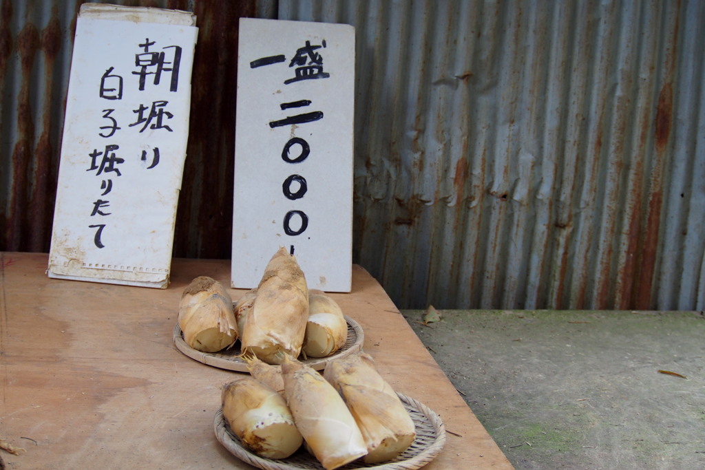 初物の 朝堀りたけのこ 土ついて