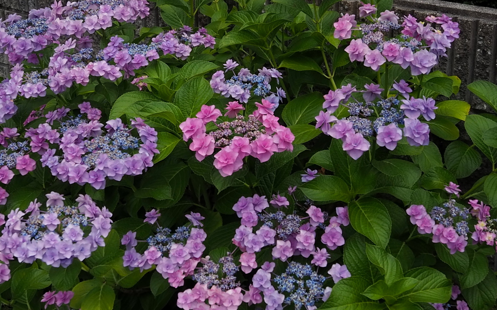 センターは 赤の王冠 クィーン花