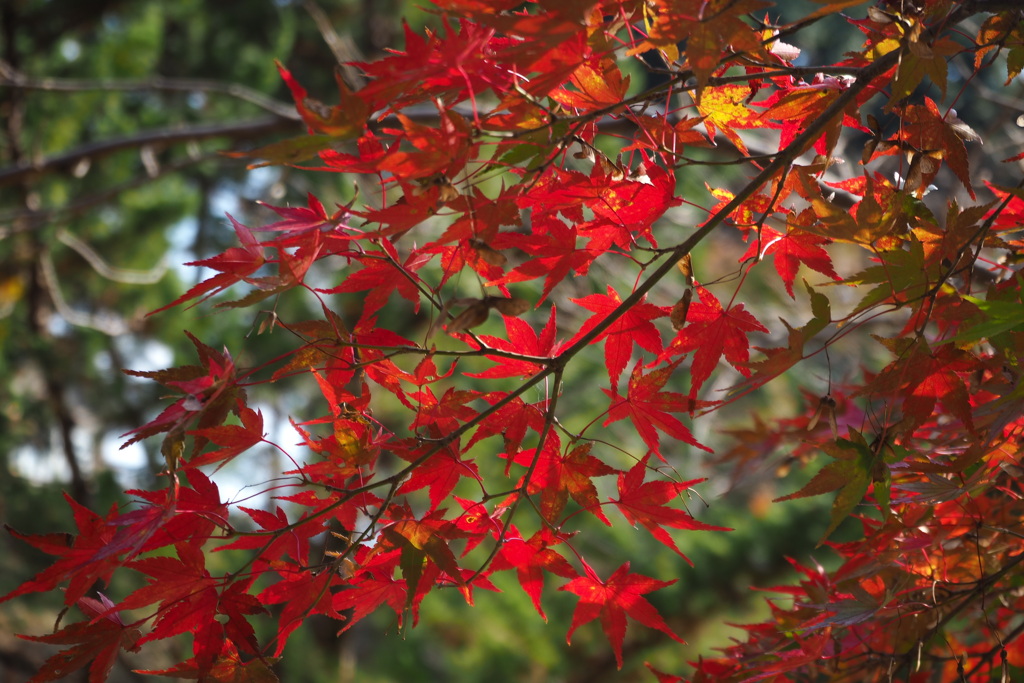 緑背に もみじ美し 紅が射し